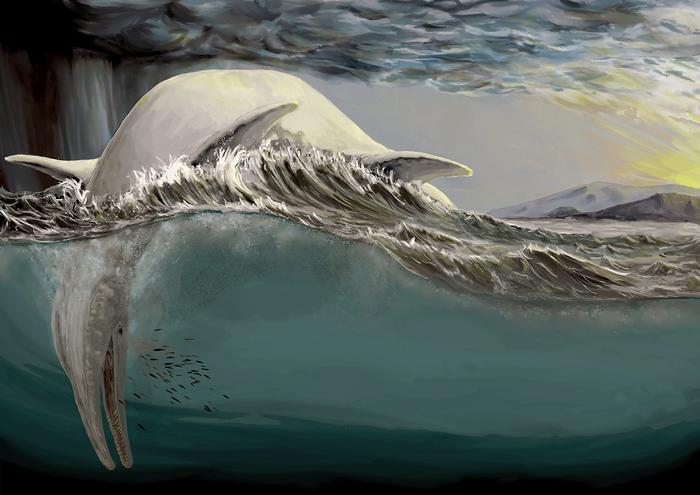 A reconstruction of a gigantic ichthyosaur floating dead on the surface of the ocean.