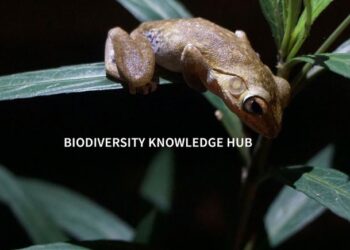 The Biodiversity Knowledge Hub is considered to be the main outcome of the BiCIKL project