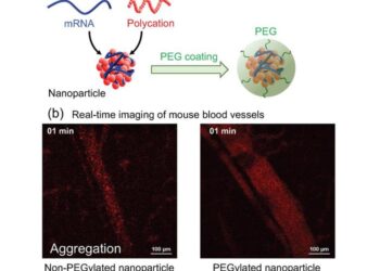 Figure 1. Polymeric mRNA delivery nanoparticles.