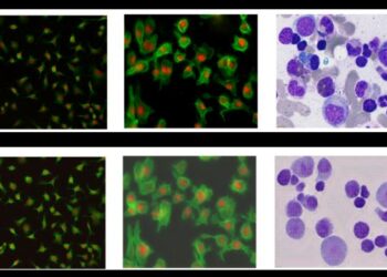 Real and 'synthetic' cell images.