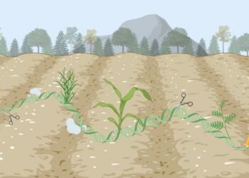 Advancing Crop Breeding Through Targeted Genome Modification