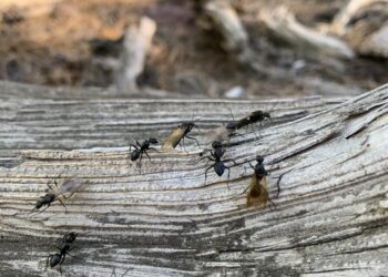 Ants in Gregory Canyon in Boulder, Colorado