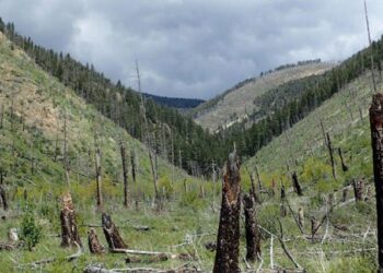 Post-Fire Vegetation Transition