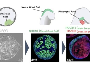 Neural crest cells for good jaws