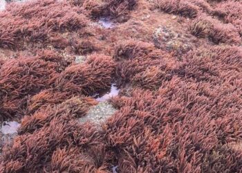 Tropical red seaweed Acanthophora spicifera