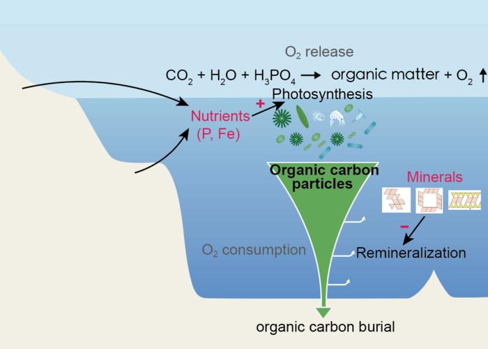 The schematic diagram of marine organic matter production and burial in the continental shelf ocean, regulated by marine nutrient cycling and mineral protection