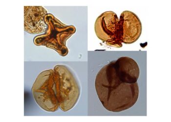Examples of severely malformed and teratologic spores from Schandelah-1, and other locations