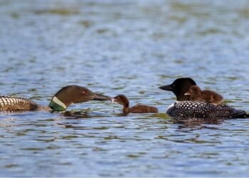 Common Loons