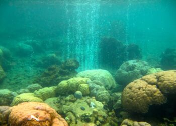 Reef CO2