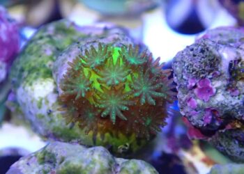 A three months old stony coral Acropora millepora