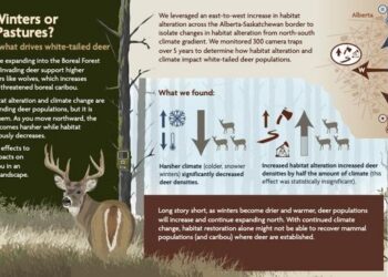 White-tail deer expanding range