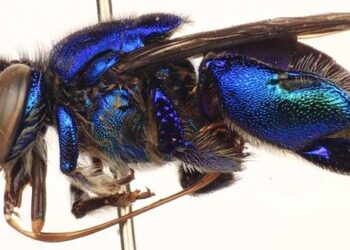 Orchid bee