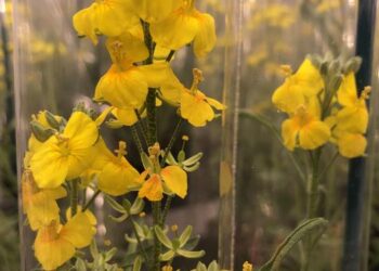 Physaria in growth room