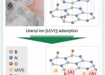 The adsorption mechanism of uranium (VI) by hexagonal boron nitride (h-BN)