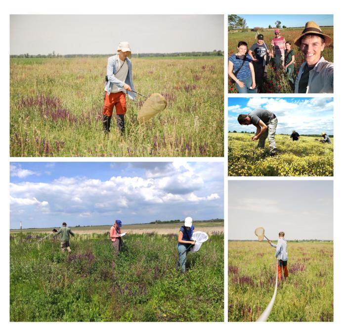 Field-work photos from the transect walk method and the flower resources assessment from the four years of the study