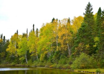 Boreal mixed woods in Canada