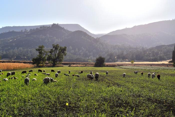 Sheep fertilize pasture