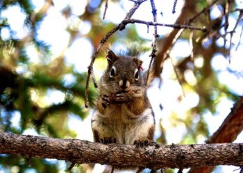 Red Squirrel