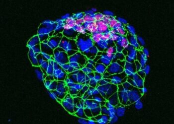 A mouse embryo (blastocyst) that has paused its development due to nutrient depletion.