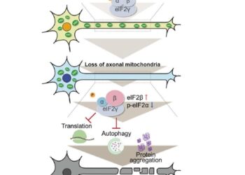 Loss of axonal mitochondria and neuronal ageing.