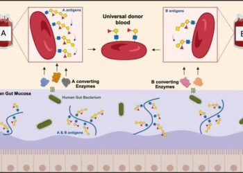 Universal donor blood
