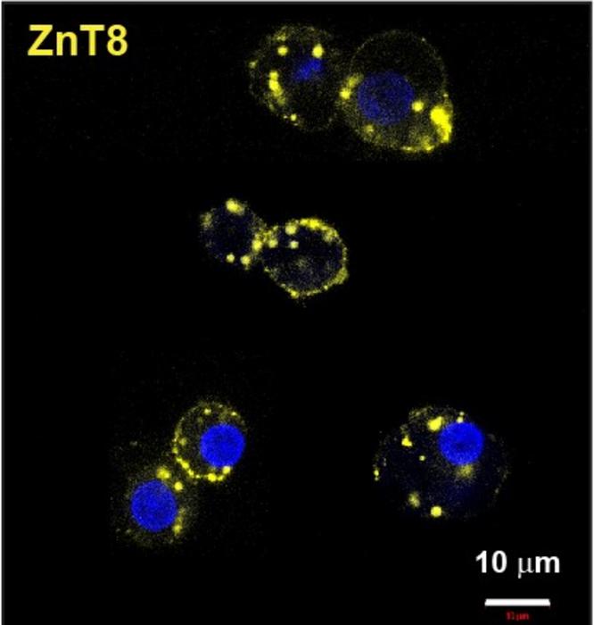 mAb43 (yellow) in beta cells