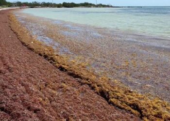 Stinky Seaweed in Florida