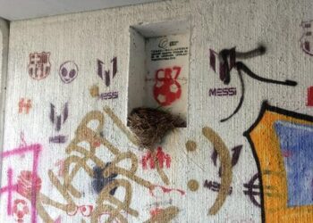 Birdnest and graffiti