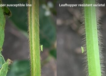Leafhoppers on soybean plants