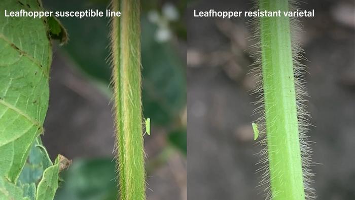 Leafhoppers on soybean plants