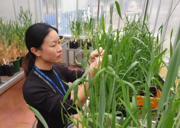 Dr Xiujuan Yang examining the health state of wheat flowers.