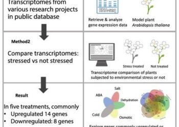 Schematic view of transcriptome meta-analysis