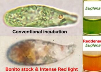 Effect of light intensity on E. gracilis cultured in conventional medium and bonito stock medium