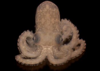 Octopus berrima credit Qiaz Hua