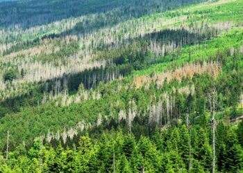 How can forests be reforested in a climate-friendly way?