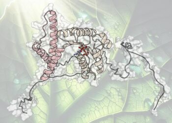 Synchronise two sub-processes of photosynthesis
