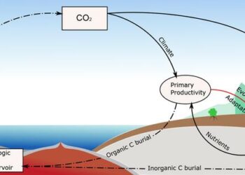 Global carbon cycle