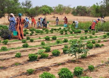 Women play a significant role in farming