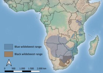 Map of wildebeest distribution