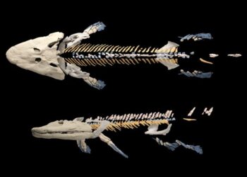 Tiktaalik reconstruction