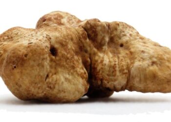 Tuber magnatum