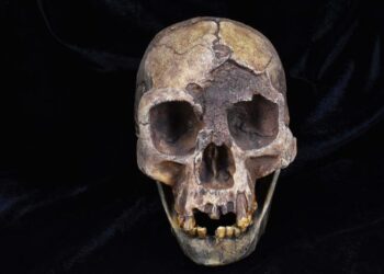 A fossil cast of the skull of Homo Floresiensis