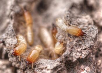 Workers and soldiers of the invasive termite Reticulitermes.