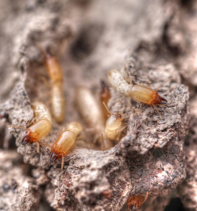 Workers and soldiers of the invasive termite Reticulitermes.