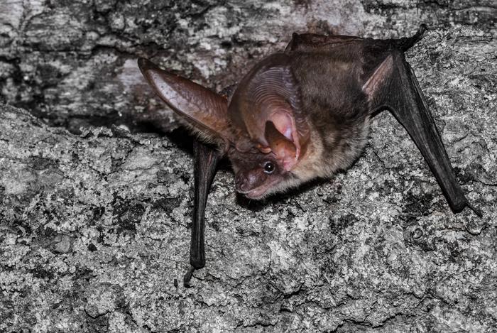 Grey long-eared bat (Plecotus austriacus)
