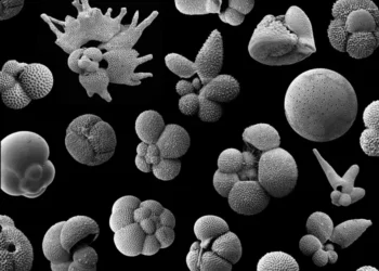 Planktonic foraminifera
