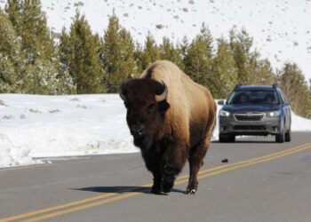 Bison road crossing