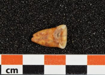 Human tooth (Taforalt Cave, Morocco)