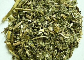 dried blessed thistle (Cnicus benedictus)