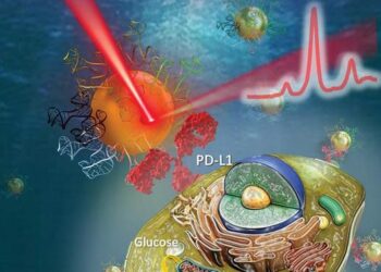 New Nanoprobes Developed to Monitor PD-L1-related Biological Processes